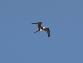 Lesser Frigatebird Yoron Island Mon, 7/9/2018