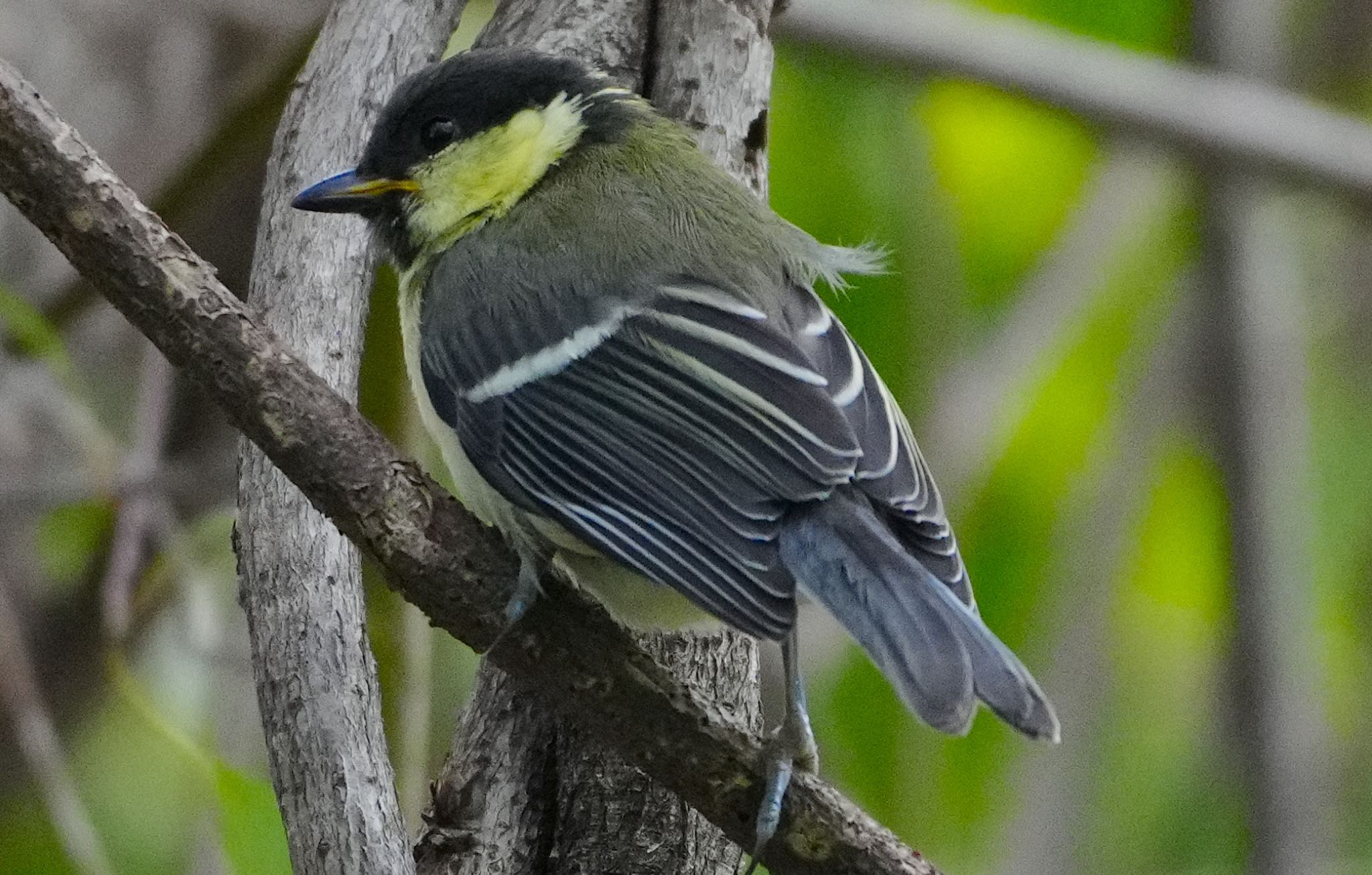 Photo of Japanese Tit at 千里中央公園(大阪府豊中市) by アルキュオン