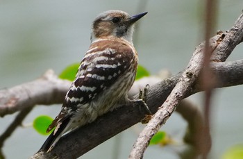 Japanese Pygmy Woodpecker 千里中央公園(大阪府豊中市) Sun, 5/28/2023