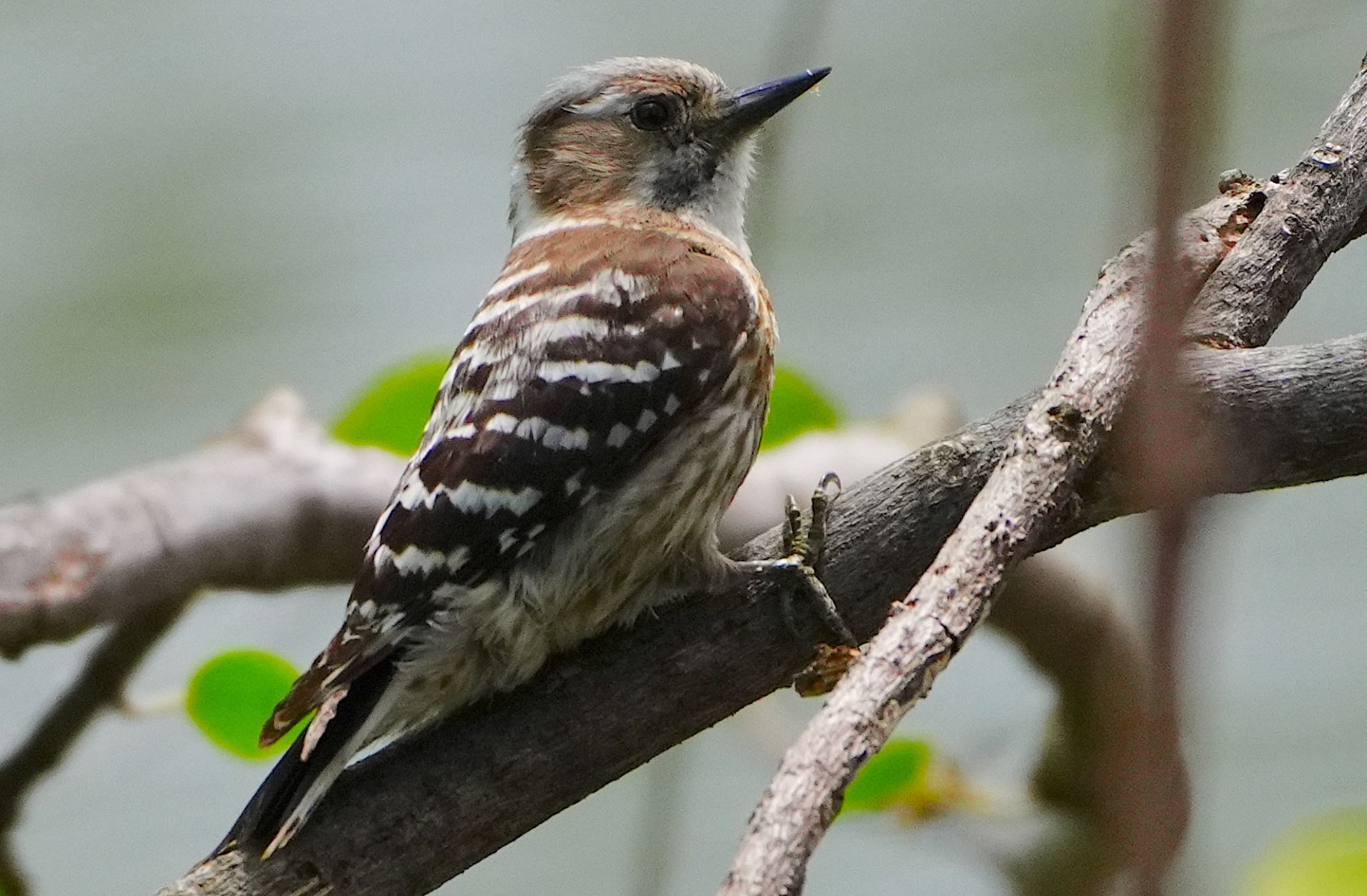 Japanese Pygmy Woodpecker