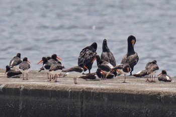 Eurasian Oystercatcher Sambanze Tideland Sat, 5/27/2023