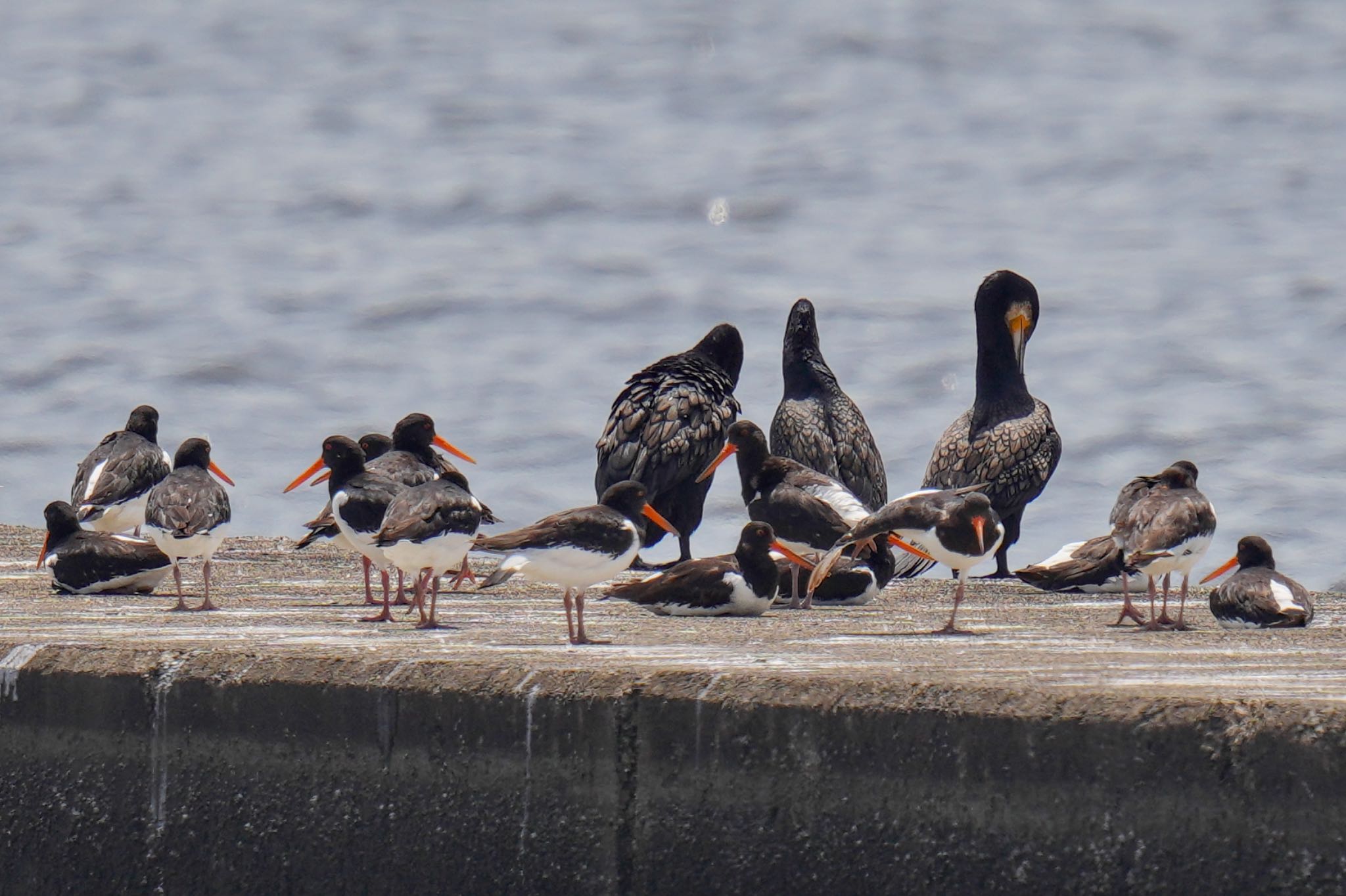 Photo of Eurasian Oystercatcher at Sambanze Tideland by アポちん