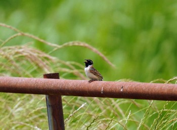 2023年5月28日(日) 稲敷市の野鳥観察記録