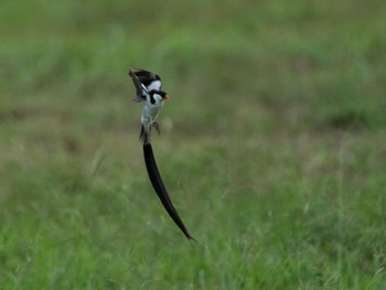 Pin-tailed Whydah