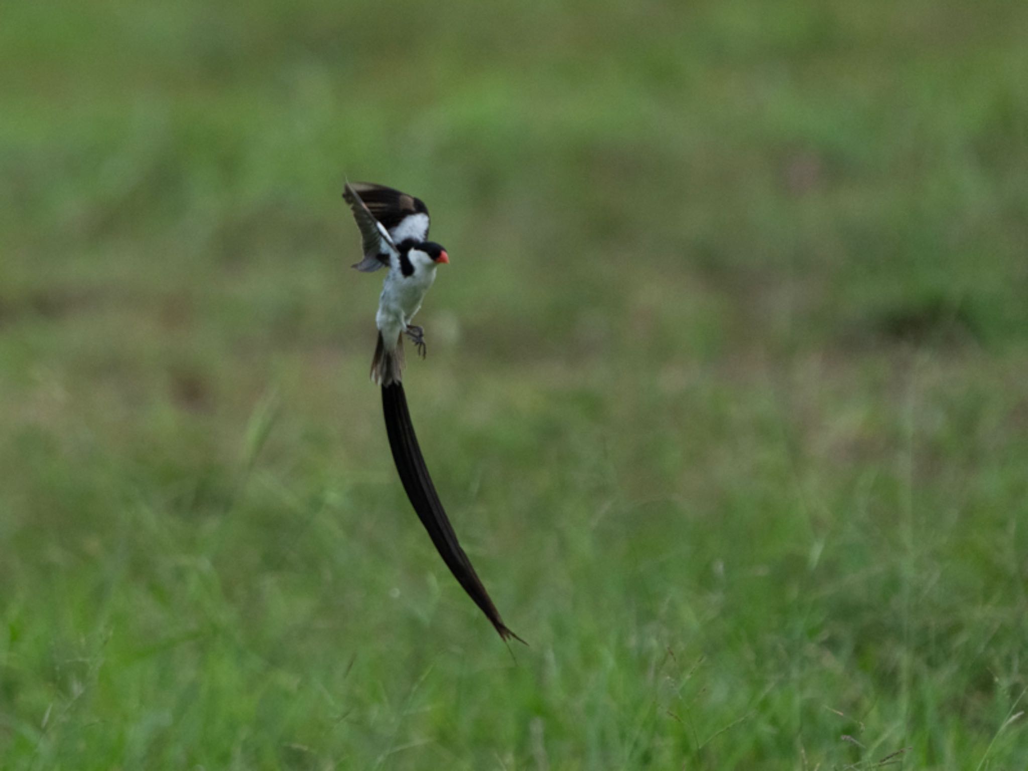 Photo of Pin-tailed Whydah at Pasir Ris  by T K