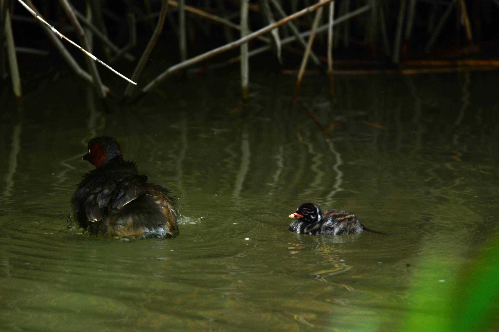 Photo of Little Grebe at Isanuma by のぶ