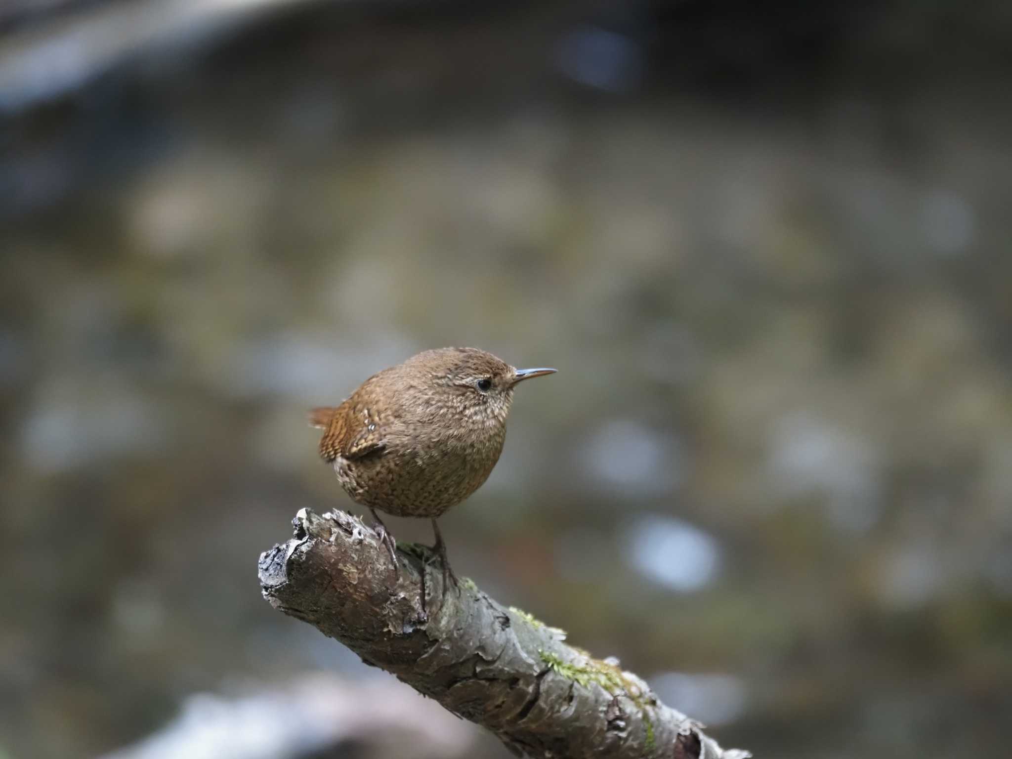 軽井沢野鳥の森 ミソサザイの写真 by とみた