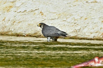 ハヤブサ 青葉山公園 2023年5月27日(土)