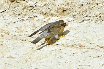 ハヤブサ 青葉山公園 2023年5月27日(土)