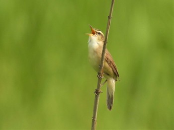 2023年5月28日(日) 渡良瀬遊水地の野鳥観察記録