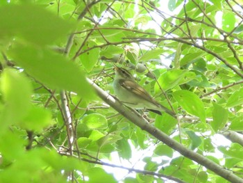 Kamchatka Leaf Warbler Watarase Yusuichi (Wetland) Sun, 5/28/2023