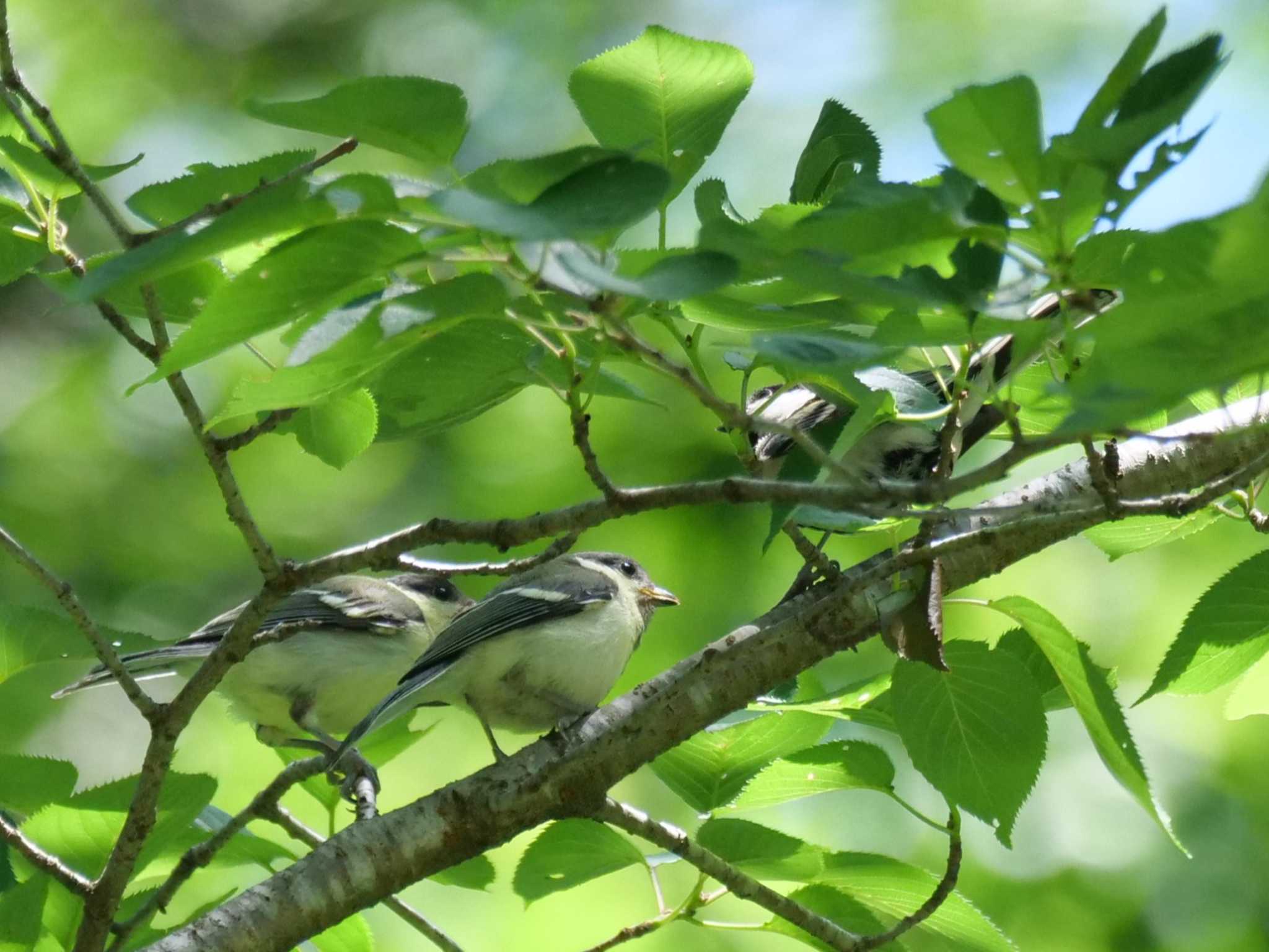 静かにしてるんだよ・・ハーイ・・。 by little birds