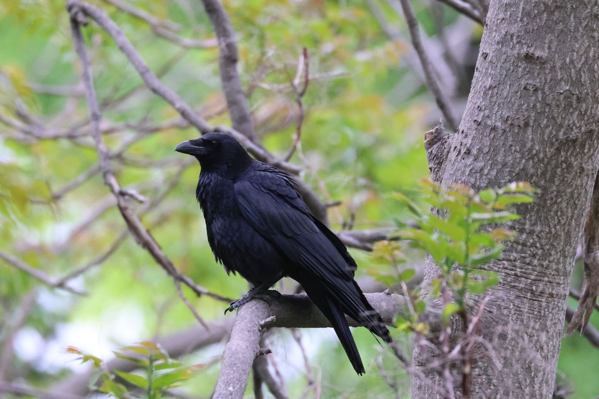 Photo of Carrion Crow at 北海道大学 by will 73