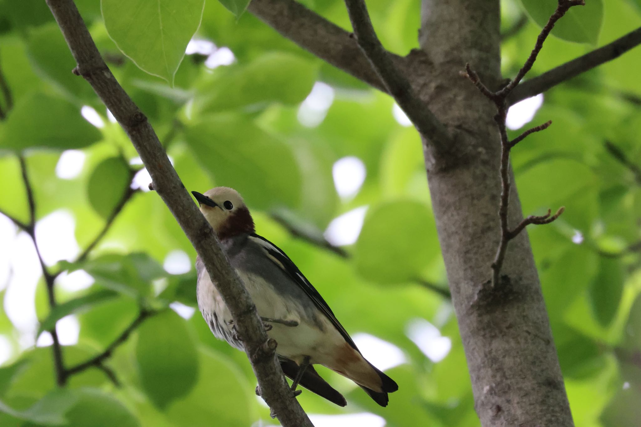 Chestnut-cheeked Starling