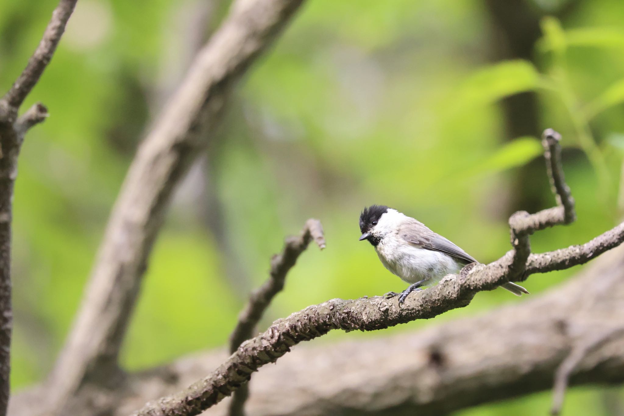 Photo of Marsh Tit at 北海道大学 by will 73