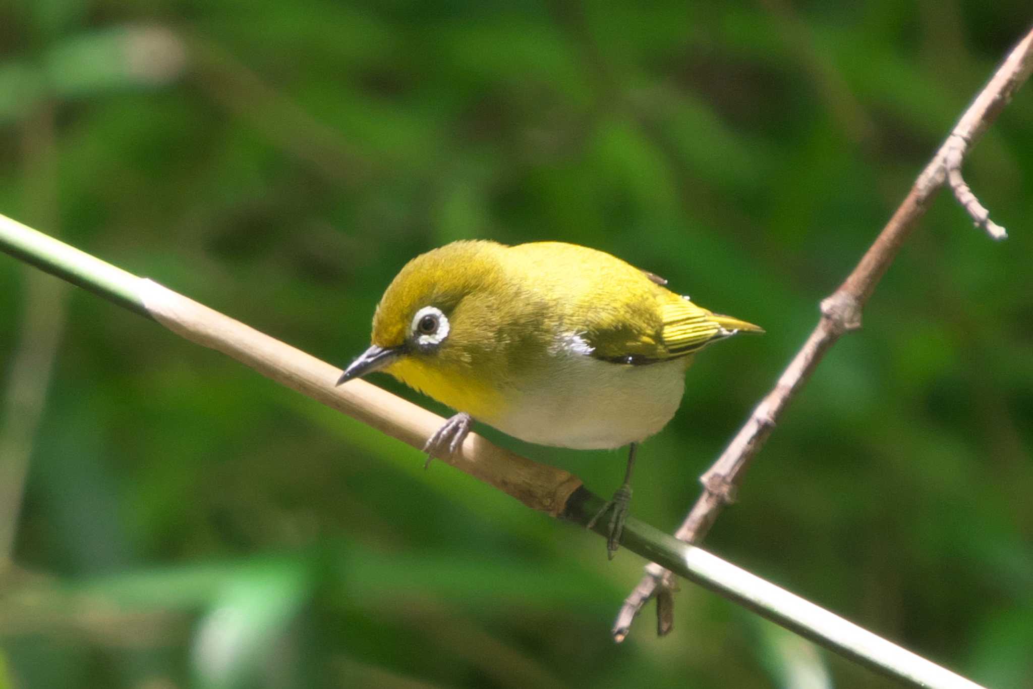 Photo of Warbling White-eye at 池子の森自然公園 by Y. Watanabe