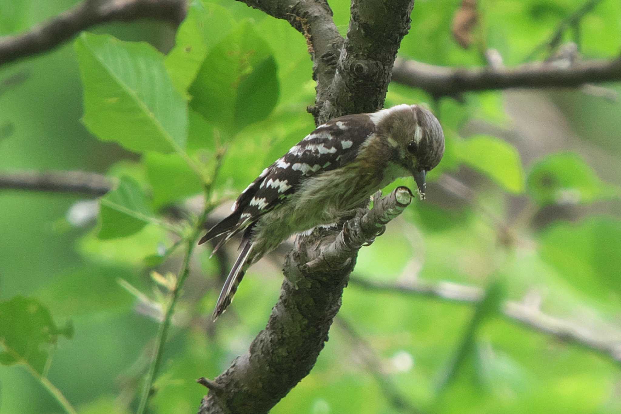 Japanese Pygmy Woodpecker