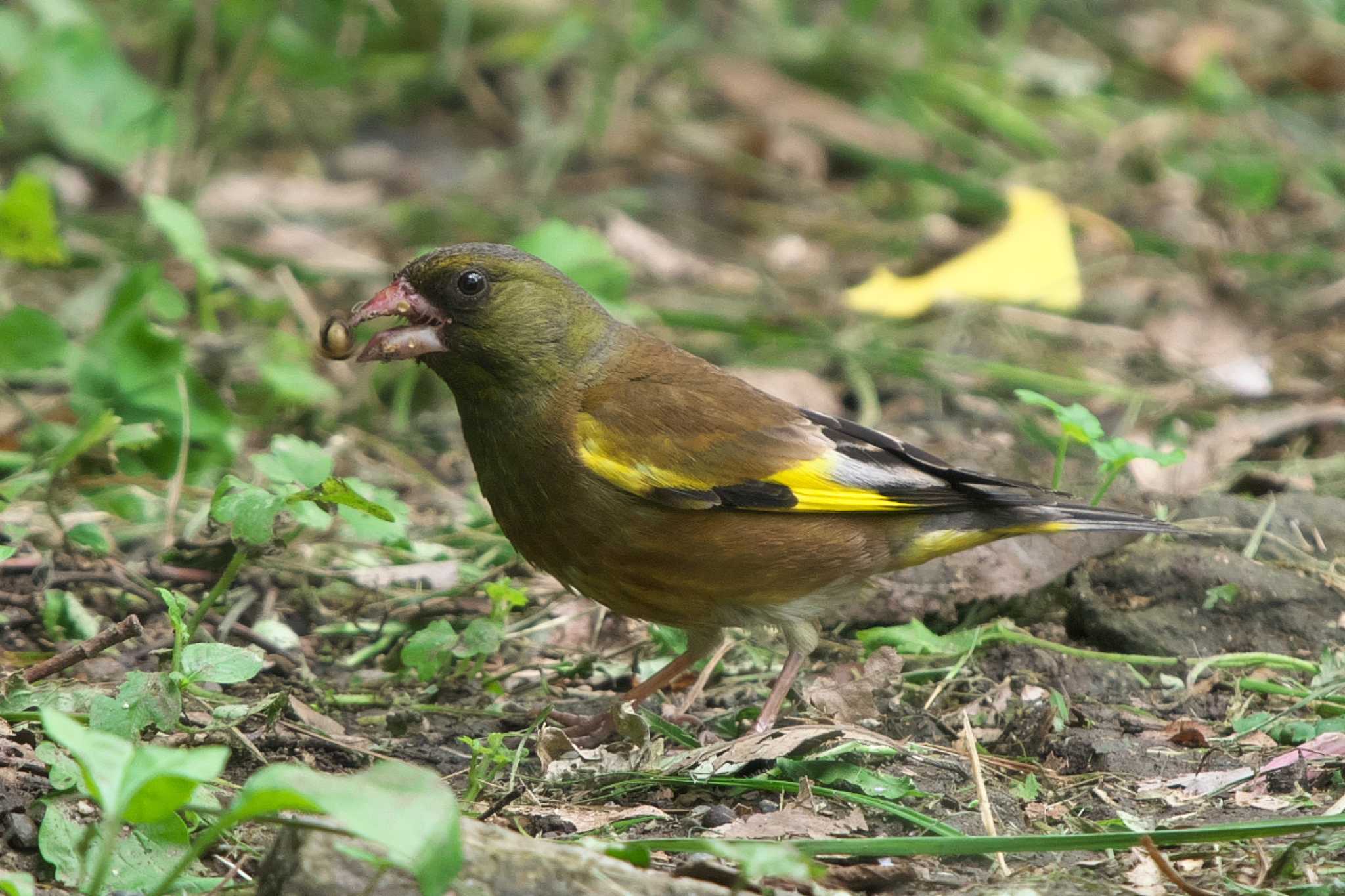 Photo of Grey-capped Greenfinch at 池子の森自然公園 by Y. Watanabe