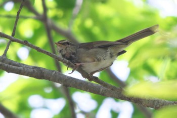 Japanese Bush Warbler 池子の森自然公園 Sun, 5/28/2023