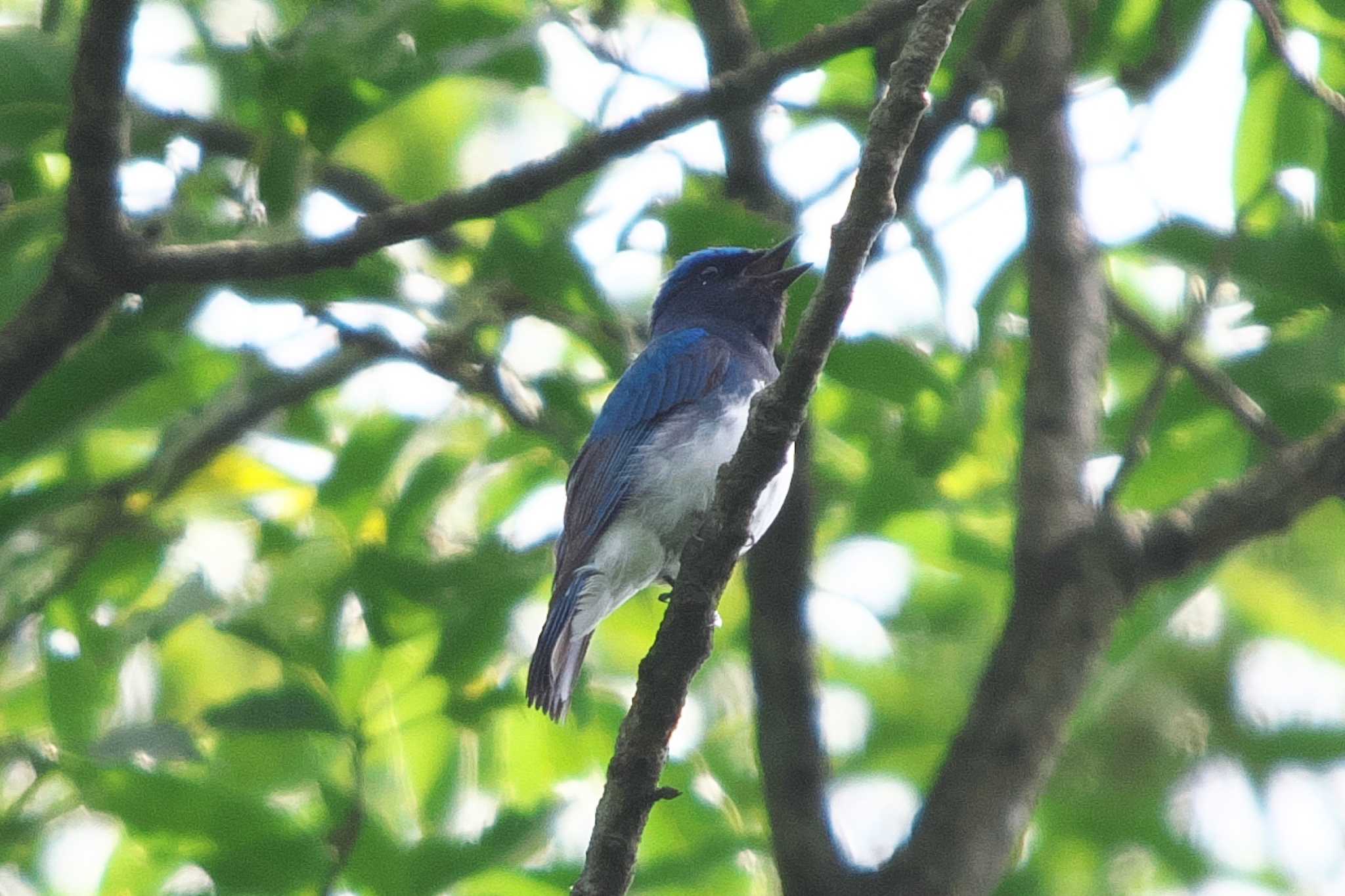 Photo of Blue-and-white Flycatcher at 池子の森自然公園 by Y. Watanabe