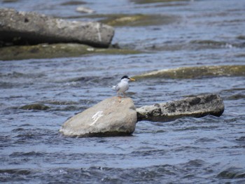 Sun, 5/28/2023 Birding report at 多摩川二ヶ領宿河原堰