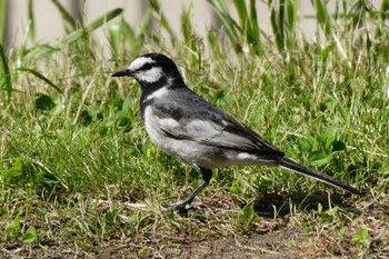 White Wagtail 東京都北区 Sat, 5/27/2023