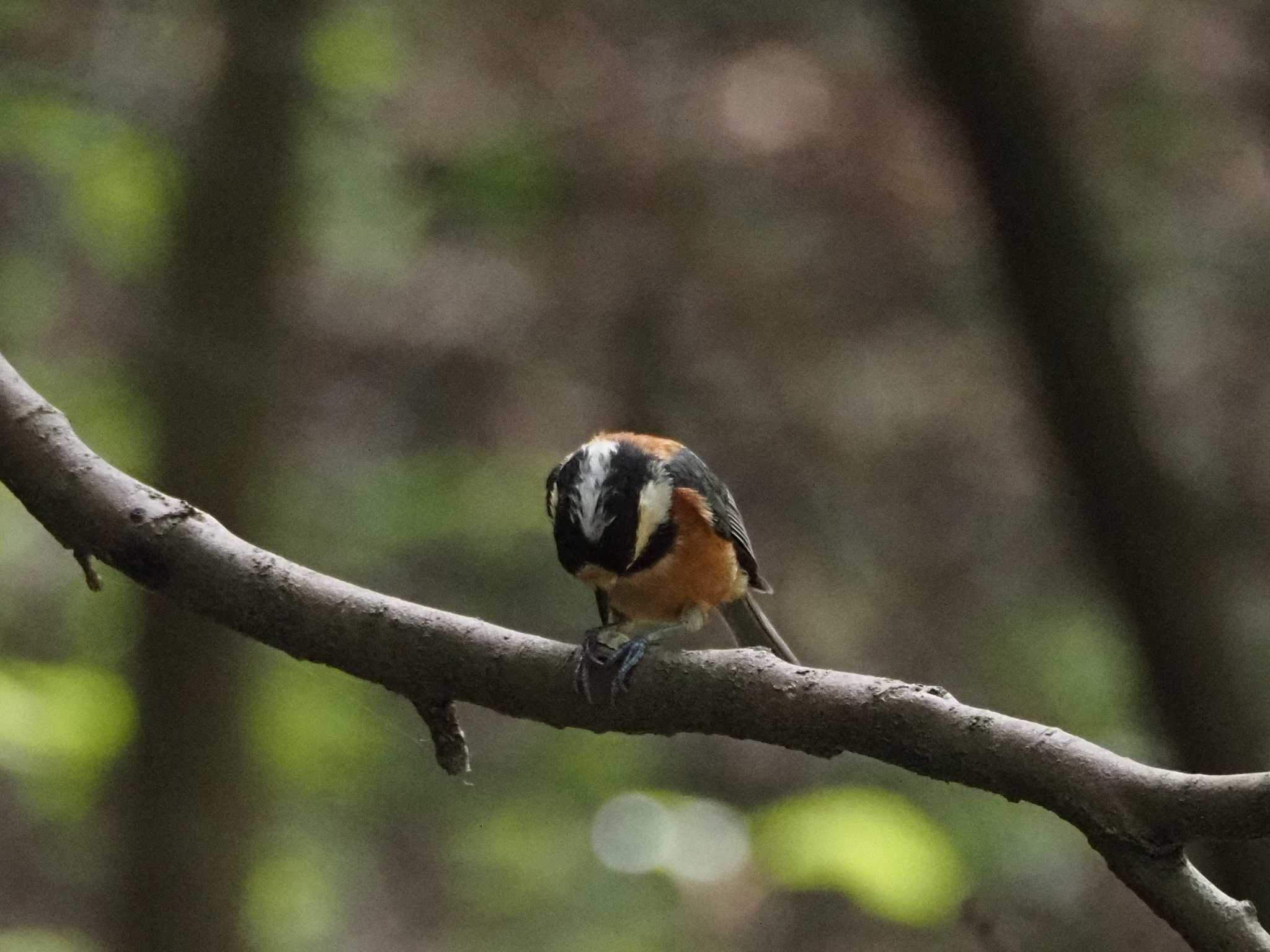 ヤマガラ