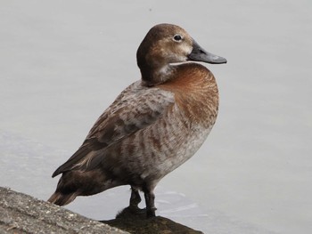 Sun, 5/28/2023 Birding report at 小幡緑地