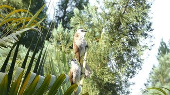 Yellow-vented Bulbul クアラルンプール(レイクガーデン) Fri, 5/19/2023