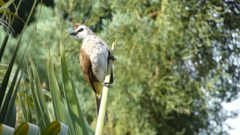 Yellow-vented Bulbul クアラルンプール(レイクガーデン) Fri, 5/19/2023