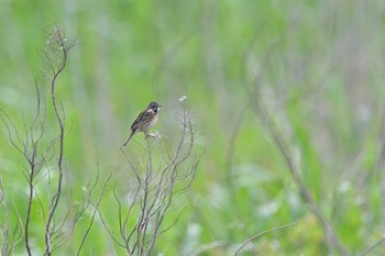 Chestnut-eared Bunting 利根川コジュリン公園 Sun, 5/28/2023