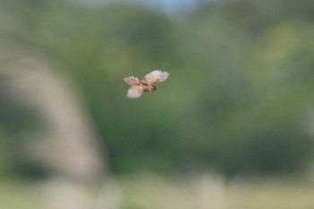 Marsh Grassbird 利根川コジュリン公園 Sun, 5/28/2023