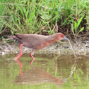 Ruddy-breasted Crake 岡山百間川 Sun, 5/28/2023