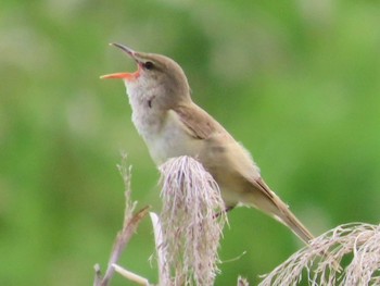 Oriental Reed Warbler 岡山百間川 Sun, 5/28/2023