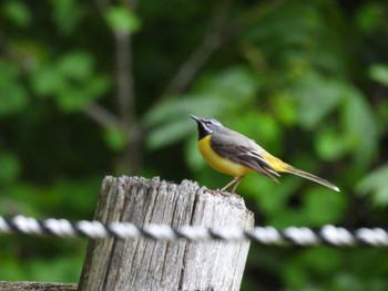 2023年5月28日(日) 南亦山森林公園の野鳥観察記録