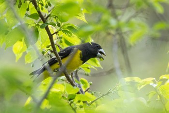 Spot-winged Grosbeak Doi Angkhang Mon, 2/20/2023