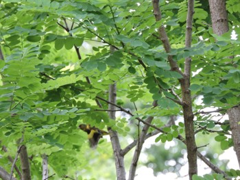 Sun, 5/28/2023 Birding report at Osaka Tsurumi Ryokuchi