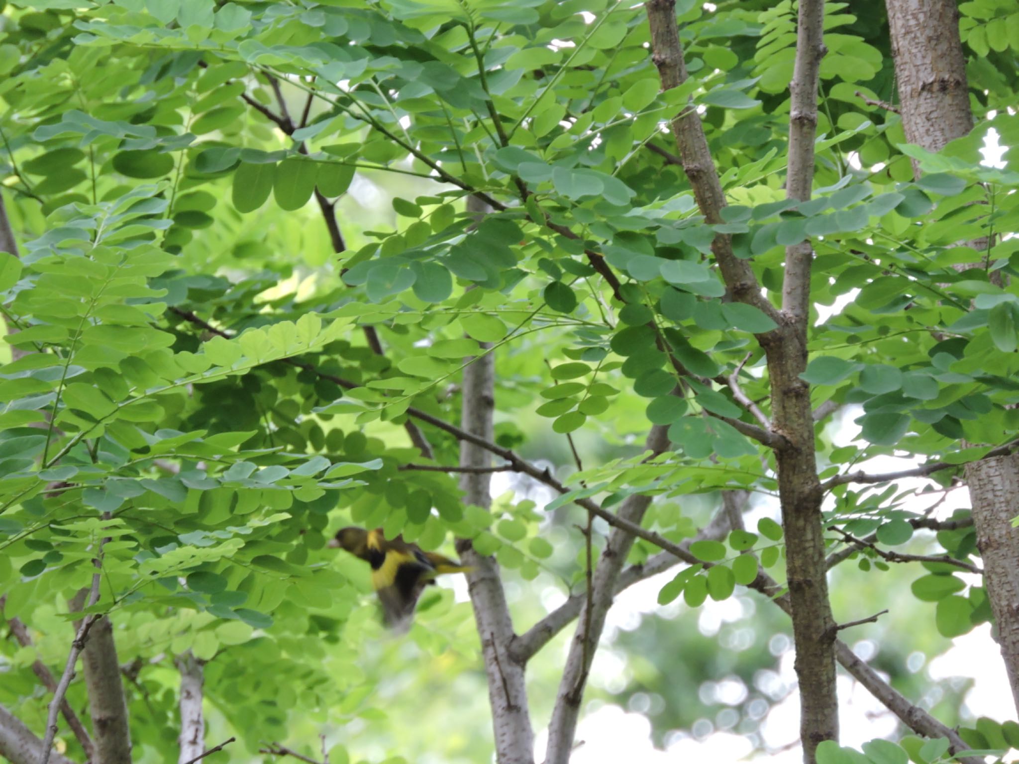 Grey-capped Greenfinch