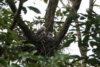 タカサゴダカ タイ 2018年6月14日(木)