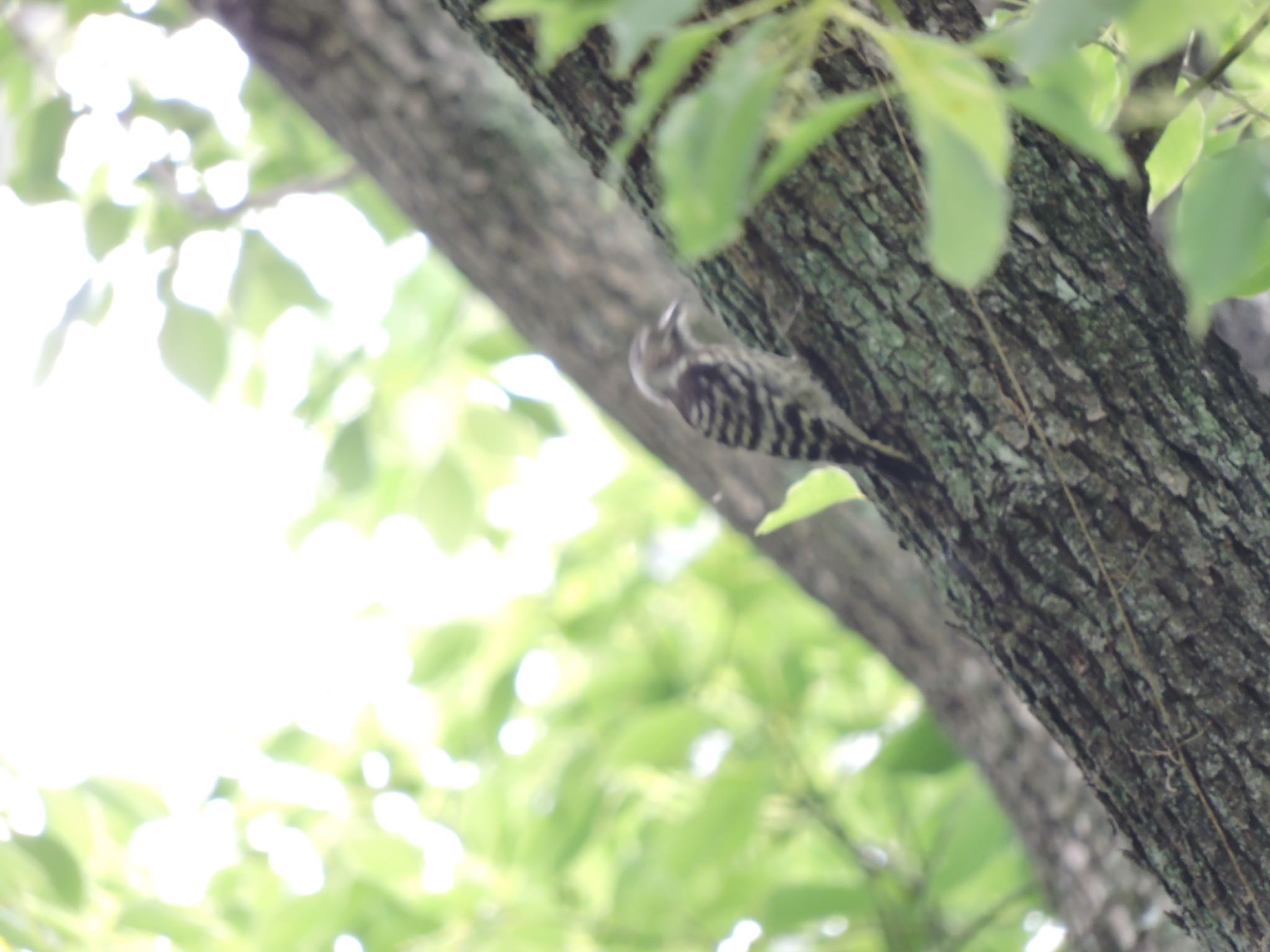 Japanese Pygmy Woodpecker