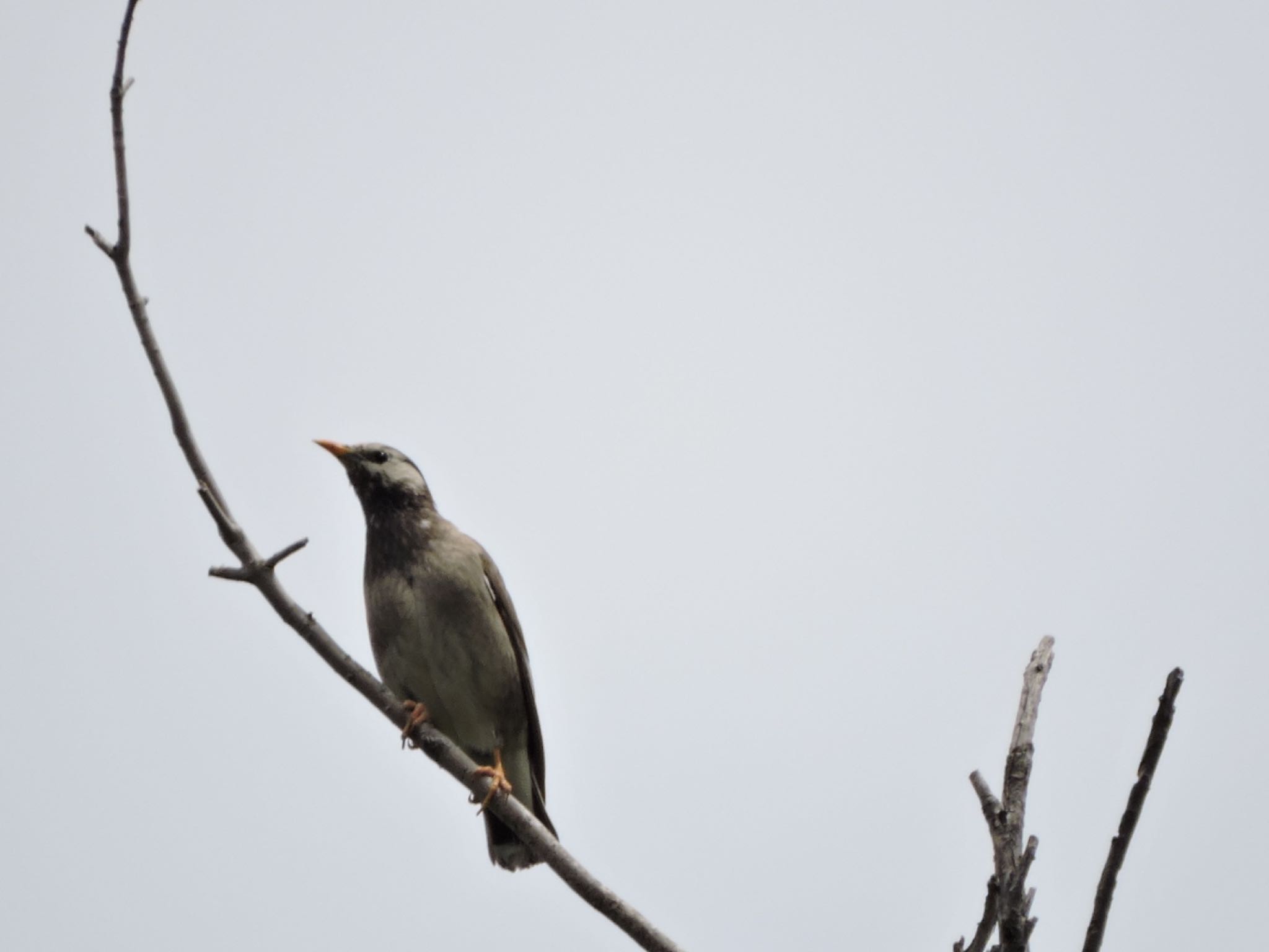 White-cheeked Starling