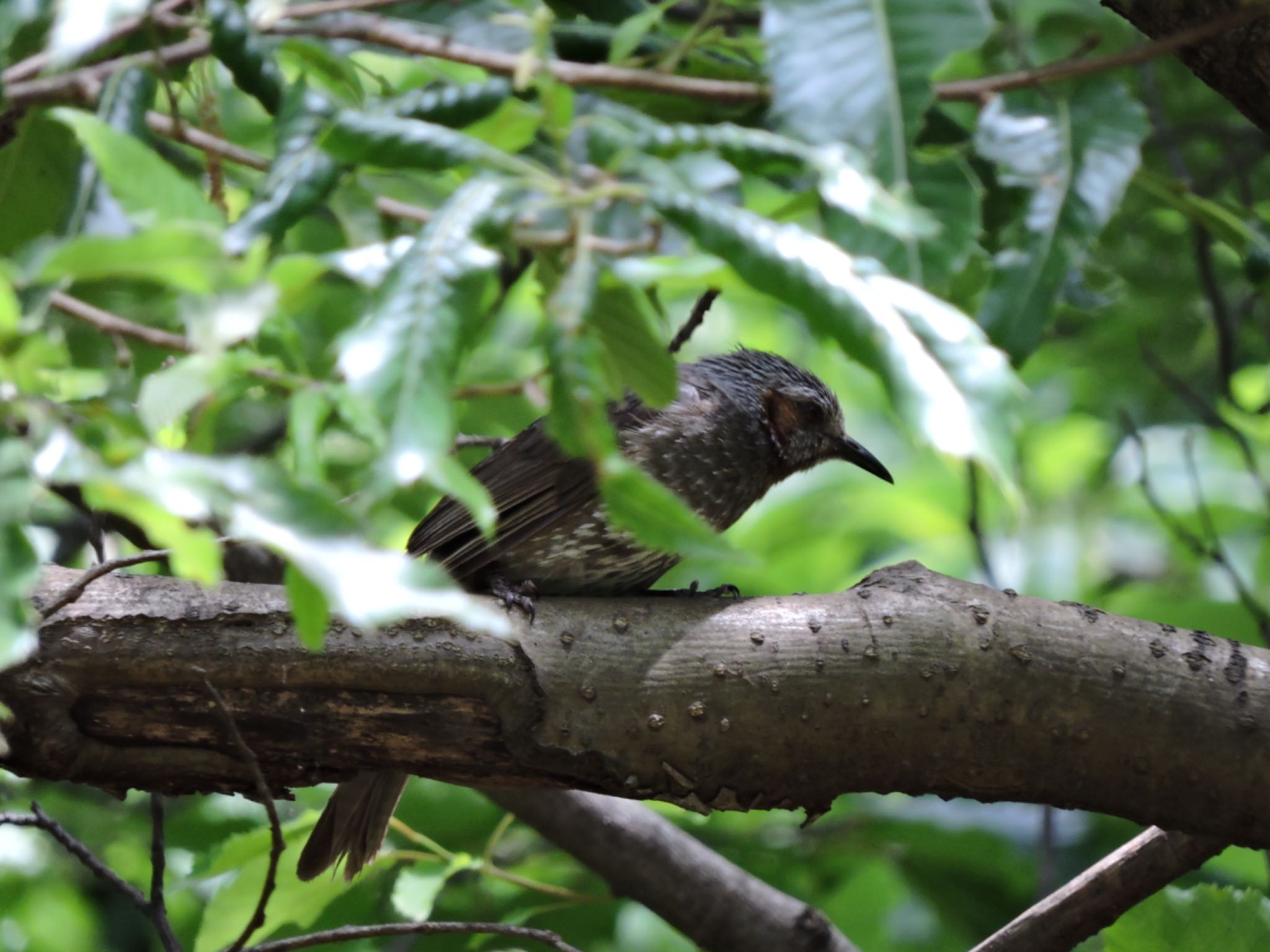 Brown-eared Bulbul