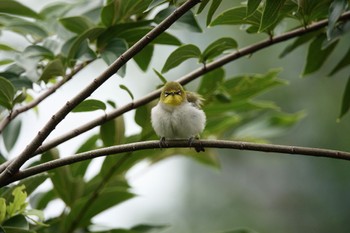 Swinhoe's White-eye 大安森林公園 Sun, 5/14/2023