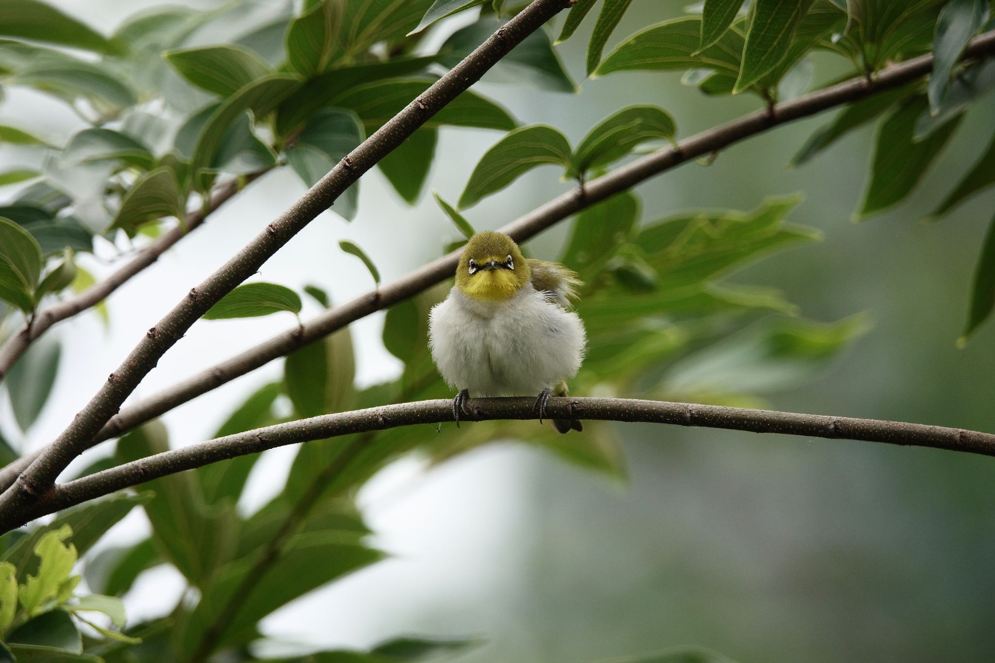 Photo of Swinhoe's White-eye at 大安森林公園 by のどか