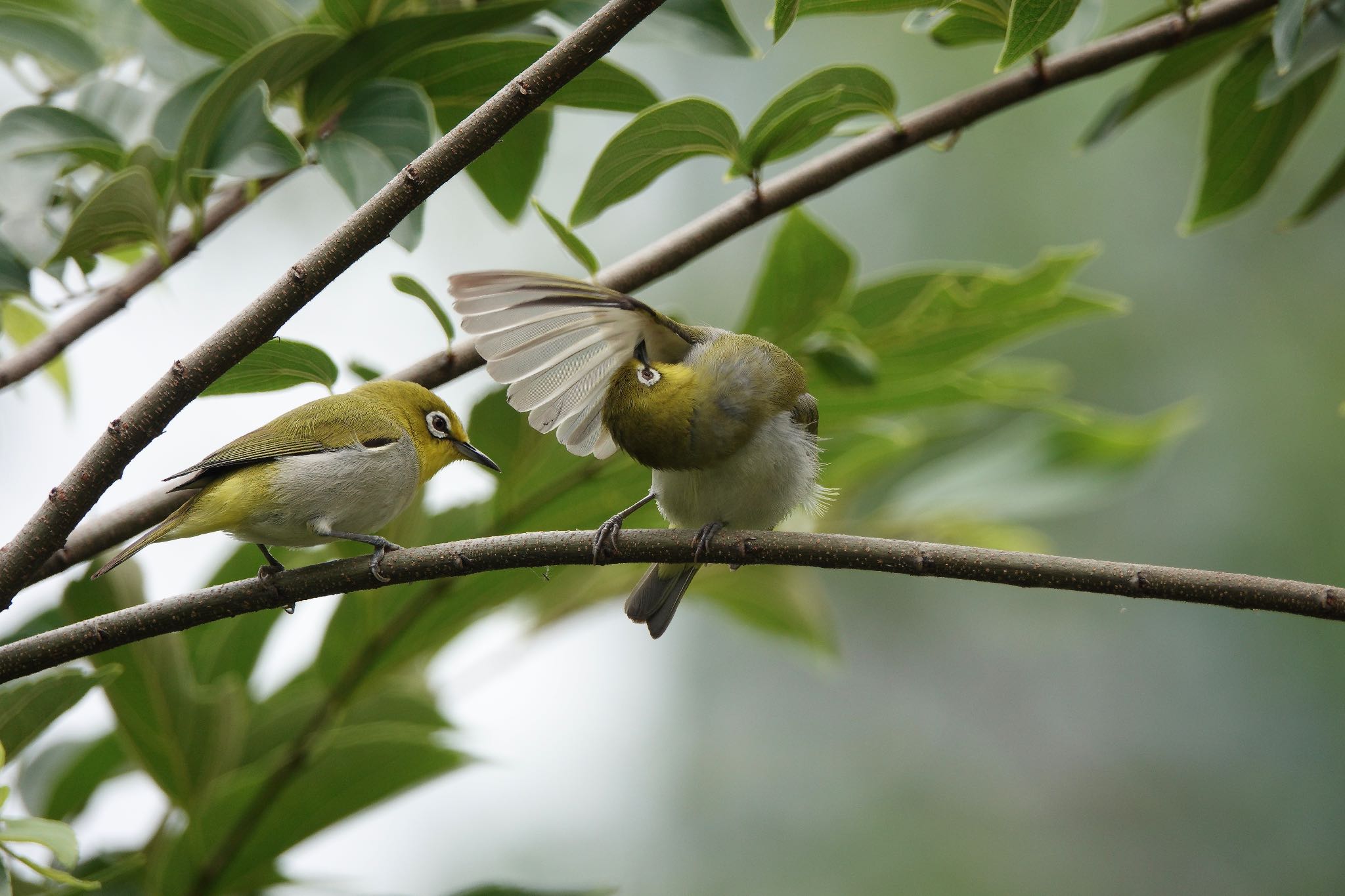 Photo of Swinhoe's White-eye at 大安森林公園 by のどか