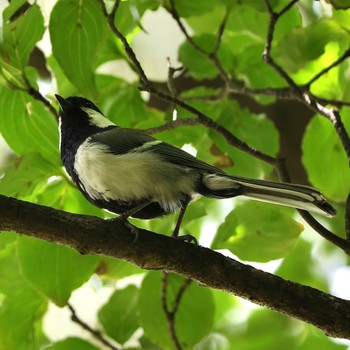 2023年5月28日(日) 横浜こども植物園の野鳥観察記録