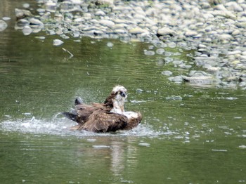 Sun, 5/28/2023 Birding report at 宮崎川(長崎市)