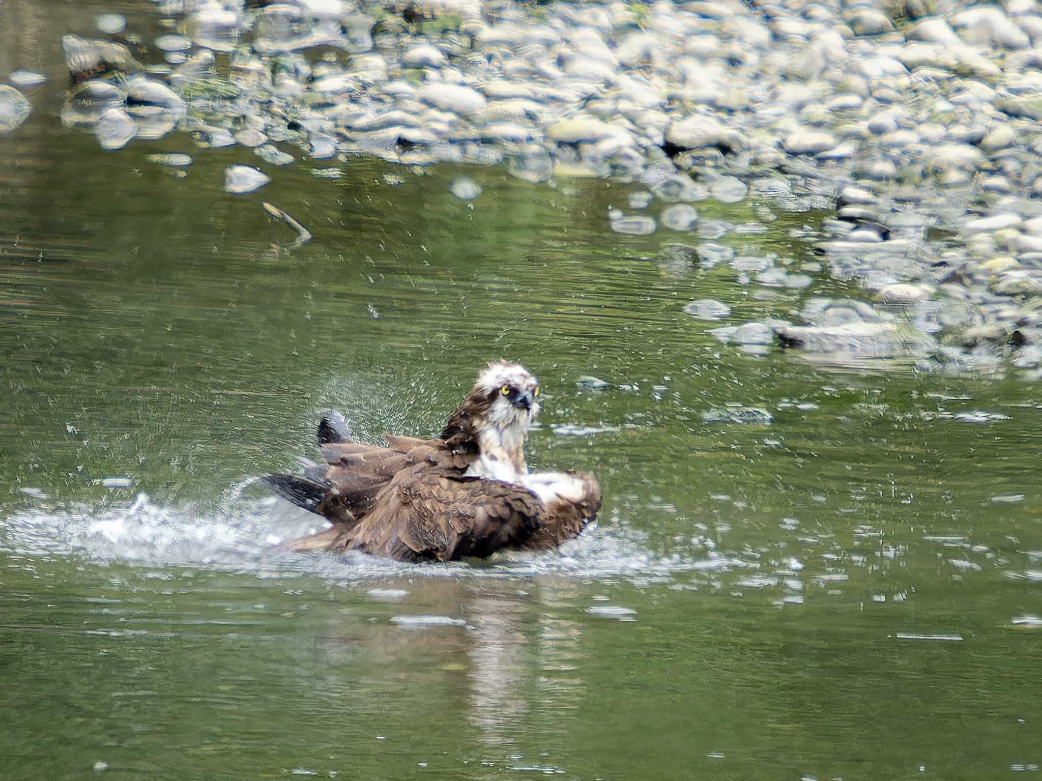 Photo of Osprey at 宮崎川(長崎市) by ここは長崎