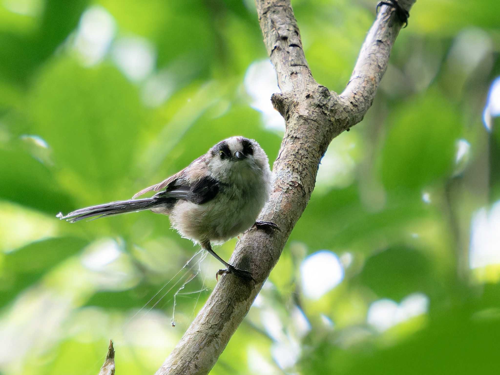 Photo of Long-tailed Tit at 川原大池 by ここは長崎