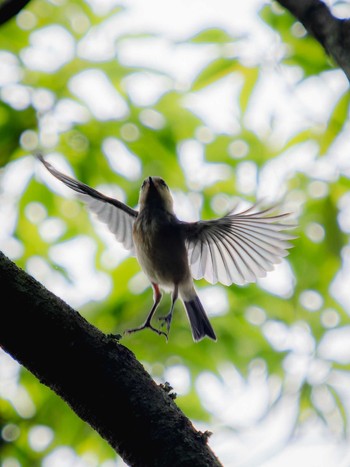 Sun, 5/28/2023 Birding report at 川原大池